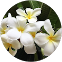 Ngaire Mason profile picture